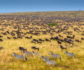 Kenya buffalo migration tour